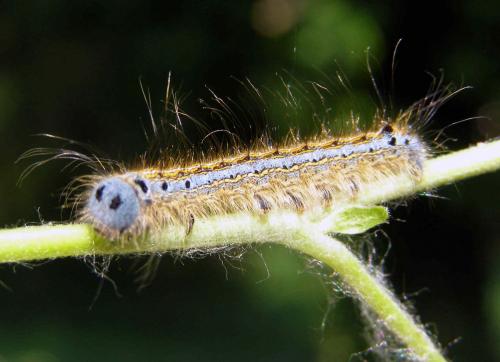 Malacosoma neustria